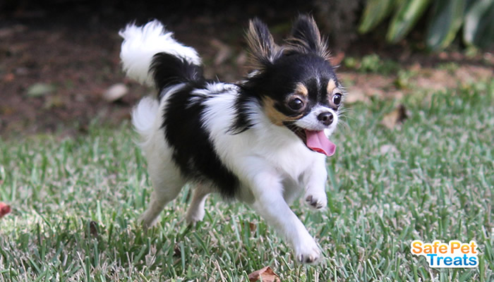 chihuahua running