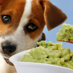 Foods Your Dog Should Never Eat