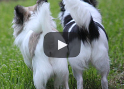 Josie and Pippi compete in The Chi-lympics