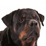 The Right Food for Your Rottweiler