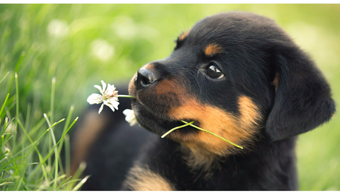 The right food to feed your rottweiler