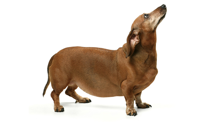 Chunky Dachshound