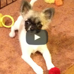 Josie the Chihuahua on Sensory Overload!