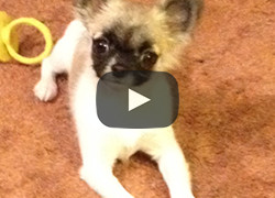 Josie the Chihuahua on Sensory Overload!